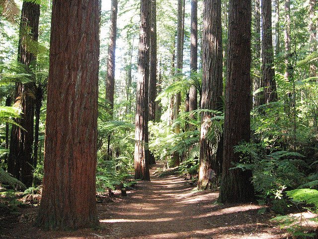 path through the redwoods rotorua