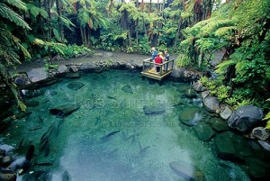 Rainbow Springs Trout