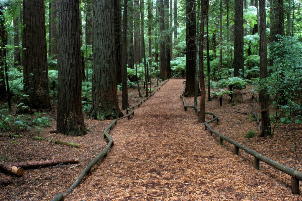 Rotorua's Redwoods